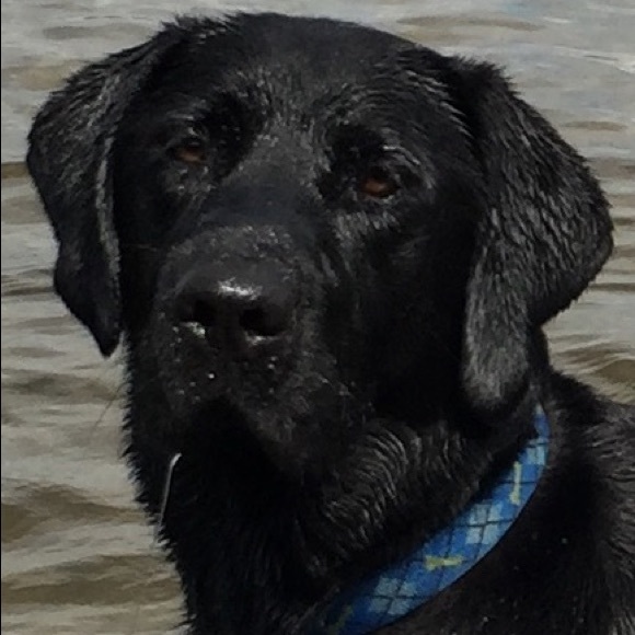 Meet your Posher, Elizabeth - Picture 1 of 1